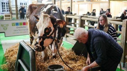 La vache Oreillette, égérie du 60e Salon de l'agriculture, et son éleveur François Foucault, se préparent, le 23 février 2024, veille de l'ouverture, à Paris. (DIMITAR DILKOFF / AFP)