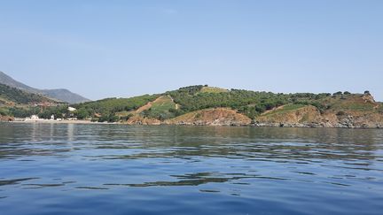 La réserve de Cerbère Banyuls face à la baie de Paulilles.&nbsp; (CELIA QUILLERET / RADIO FRANCE)