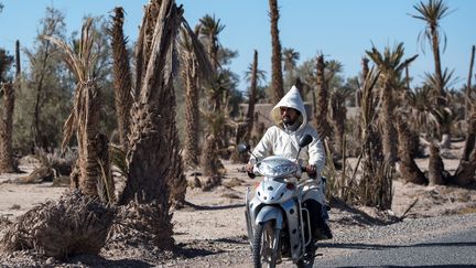 Grande palmeraie de Skoura, au Maroc. Un homme à moto passe devant des palmiers desséchés par le manque d'eau. Photo prise le 27 Janvier 2020. (FADEL SENNA / AFP)