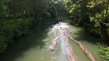 Dans le Marais Poitevin, Jonathan Perrault est le dernier bûcheron de France à maîtriser la technique du ramassage du bois 