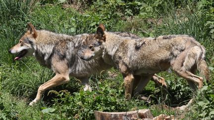 Des loups aperçus dans un parc animalier des Angles (Pyrénées-Orientales), le 18 juin 2015. (RAYMOND ROIG / AFP)