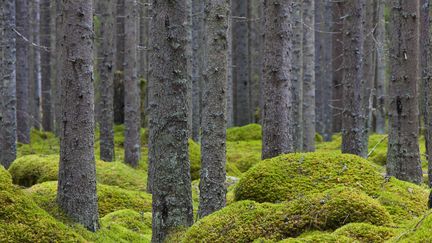 Une forêt en Norvège. (ARTERRA / UNIVERSAL IMAGES GROUP EDITORIAL)