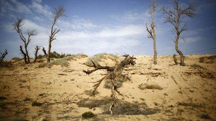 Des arbres morts pr&egrave;s de l'ancienne rivi&egrave;re Shiyang, devenue un d&eacute;sert, &agrave; Mingin (Chine), en septembre 2013. (CARLOS BARRIA / REUTERS)