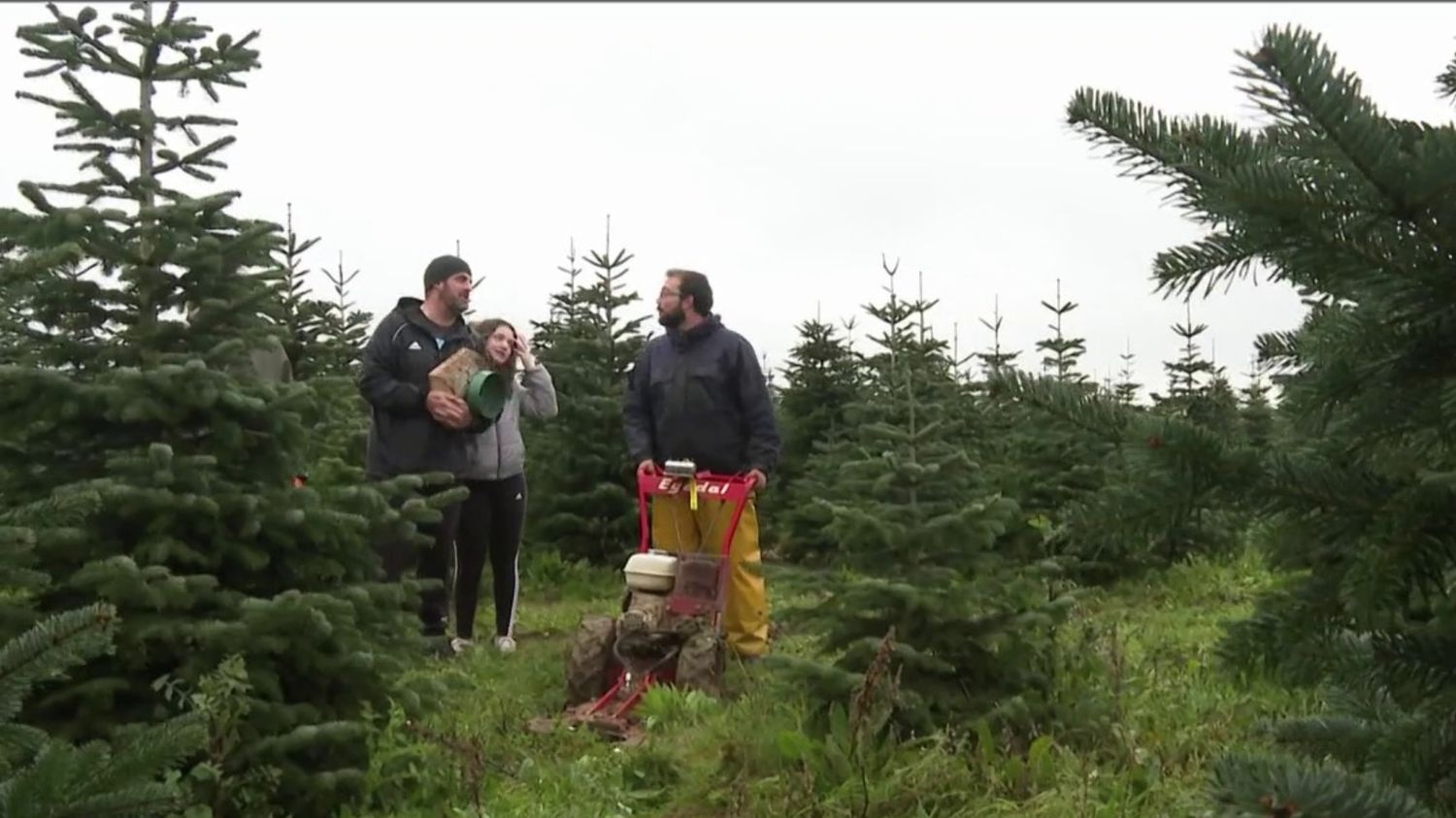 Noël et fêtes de fin d’année choisir son sapin directement chez le