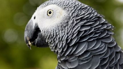 Jaco, le perroquet gris du Gabon, fait partie des espèces menacées. (Photo AFP/Didier Bergounhoux)