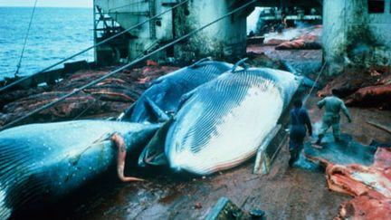 Une pêche à la baleine (getty Images/ Nigel Merret)