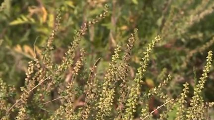 Gard : la lutte contre l'ambroisie, plante invasive et allergène, est lancée