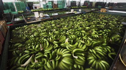 Ferme bananière du groupe agroalimentaire angolais Novagrolider,&nbsp;située&nbsp;près de Caxito,&nbsp;dans la province de Bengo, à&nbsp;une soixantaine de kilomètres de la capitale, Luanda, le 14 novembre 2018. (RODGER BOSCH / AFP)