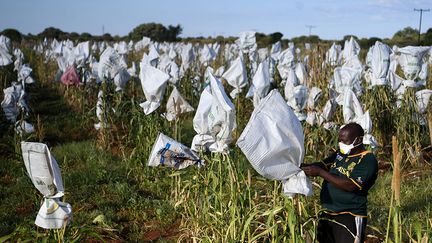 Au Botswana, l'agriculture est la principale source de subsistance des populations qui vivent dans les zones rurales. Après cinq semaines de confinement total, le pays va progressivement reprendre ses activités. Le confinement sera totalement levé le 30 mai. Selon le dernier rapport du FMI, les secteurs du tourisme, du commerce et du transport ont été largement impactés. Ce qui aura des effets négatifs sur l’évolution de la dette publique, laquelle est estimée entre 8,4 et 8,8 milliards de dollars. Mais cela ne devrait pas trop affecter la croissance&nbsp;: le PIB repose essentiellement sur le secteur agricole.&nbsp; &nbsp; &nbsp; &nbsp; &nbsp;&nbsp; (MONIRUL BHUIYAN / AFP)