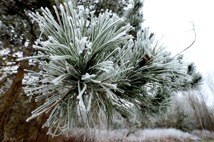 Les branches d'un pin photographiées près de Reims (Marne) le 1er janvier 2017. (FRANCOIS NASCIMBENI / AFP)