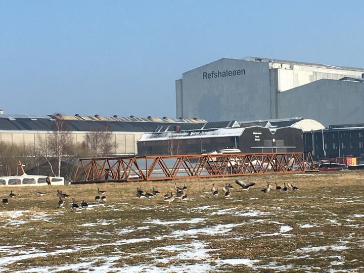 Les&nbsp;hangars de l’ex zone de chantiers navals de l’île de Refshaleøen ont été fermés en 1996 après une banqueroute. (GRÉGOIRE LECALOT / RADIO FRANCE)