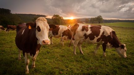 Des vaches montbeliardes en paturages dans le Doubs.&nbsp; ( MAXPPP)