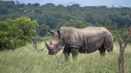 Rhinocéros blanc du Sud dans le parc national Kruger, Afrique du Sud, le 10 septembre 2019.&nbsp; (PATRICE CORREIA / BIOSPHOTO)