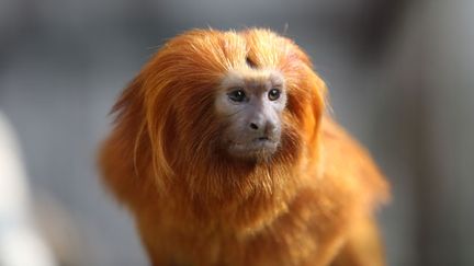 &nbsp; (Tamarin doré © ZooParc de Beauval)