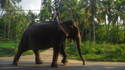 Un homme sur un éléphant au Sri Lanka, le 25 février 2019. (ISHARA S.  KODIKARA / AFP)