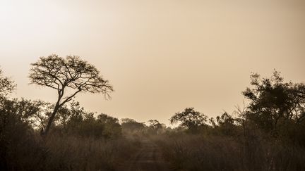 Le parc national de la Pendjari, dans le nord du Bénin, à la frontière du Burkina Faso, le 10 janvier 2018.&nbsp; (STEFAN HEUNIS / AFP)