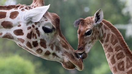 Un giraffon &acirc;g&eacute; de neuf jours l&egrave;che un cong&eacute;n&egrave;re au zoo de Berlin (Allemagne), le 9 mai 2014. (STEPHANIE PILICK / DPA / AFP)