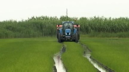 Camargue : comment sauvegarder les rizières