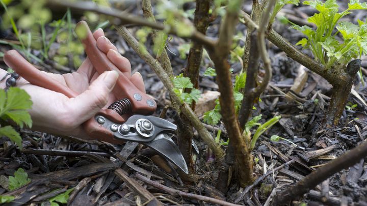 Éliminez les plus vieilles branches sur les cassissiers, groseilliers, groseilliers à maquereau. (ISABELLE MORAND / ADJ / RADIO FRANCE / FRANCE INFO)