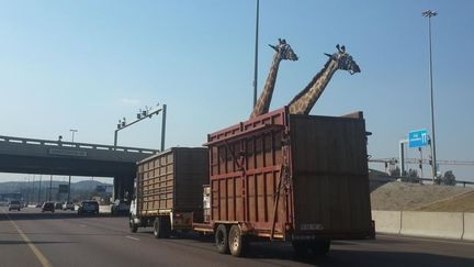 Photo prise par un automobiliste sur une autoroute d'Afrique du Sud. L'une des deux girafes est morte apr&egrave;s avoir heurt&eacute; un pont. (@THINUSB_ / TWITTER)