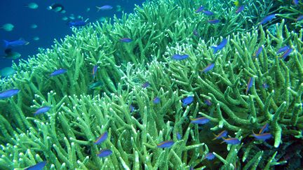 Des poissons nagent pr&egrave;s d'un r&eacute;cif de corail dans l'archipel de Wakatobi, en Indon&eacute;sie, le 26 janvier 2011. (ROD SALM / THE NATURE CONSERVANCY / AFP)