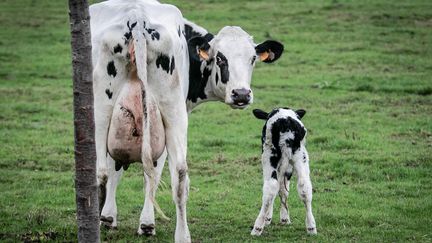 Une vache et un veau, le 30 septembre 2019, à&nbsp;Saint-Martin-du-Vivier (Seinte-Maritime), à côté de Rouen.&nbsp; (LOU BENOIST / AFP)