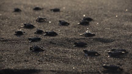 Des tortues dans une réserve naturelle, au Guatemala, le 12 novembre 2022. (LUIS VARGAS / ANADOLU AGENCY / AFP)