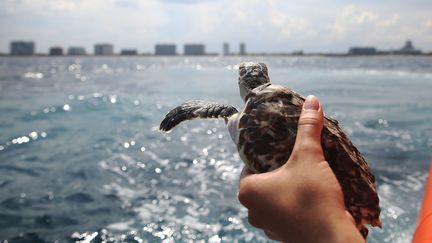 Les animaux ont &eacute;t&eacute; rel&acirc;ch&eacute;s au large de la Floride. Et il n'y avait pas que des b&eacute;b&eacute;s dans le lot. Sur ce clich&eacute;,&nbsp;Laurie Herrick, une sp&eacute;cialiste des tortues marines, s'appr&ecirc;tent &agrave; remettre &agrave; l'eau une tortue largement plus grande que les autres. (JOE RAEDLE / GETTY IMAGES NORTH AMERICA / AFP)