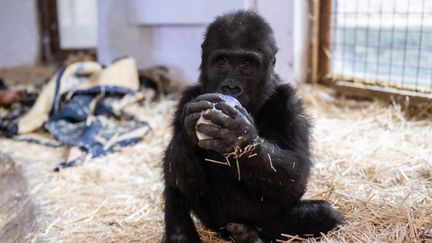 Biodiversité : un jeune bébé gorille découvert dans un carton à l'aéroport d'Istanbul