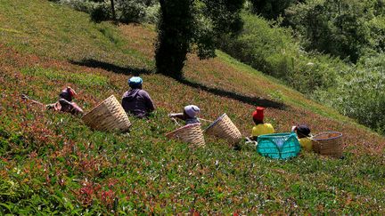 Plantation de thé pourpre à&nbsp;Muranga,&nbsp;Kenya, le&nbsp;30 janvier 2021 (REUTERS/THOMAS MUKOYA)