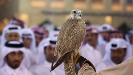 Un faucon est présenté aux participants d'un concours à Doha (Qatar), le 31 octobre 2013. (STEPHANIE MCGEHEE / REUTERS)