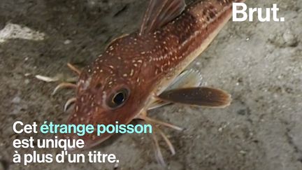 Plus précisément, ils ont des "ailes". Ils émettent aussi des sons. Et pourtant, ce sont des poissons. Voici les grondins, curiosités de l'évolution.