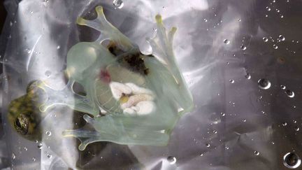 Des grenouilles menac&eacute;es d'extinction sont enferm&eacute;es dans un sac en plastique au centre de recherche sur les amphibiens de Quito (Equateur), le 15 octobre 2013. (GUILLERMO GRANJA / AFP)