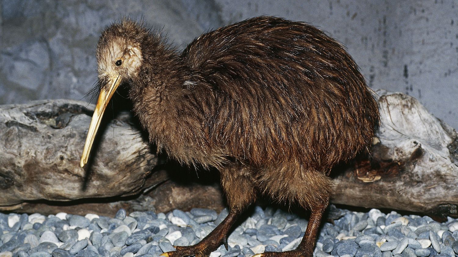 Miami Zoo apologizes to New Zealand for mistreatment of the kiwi fruit