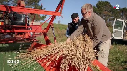 VIDEO. Le soutien de l'association Graines de Noé aux paysans qui cultivent de vieilles variétés de blé et de céréales