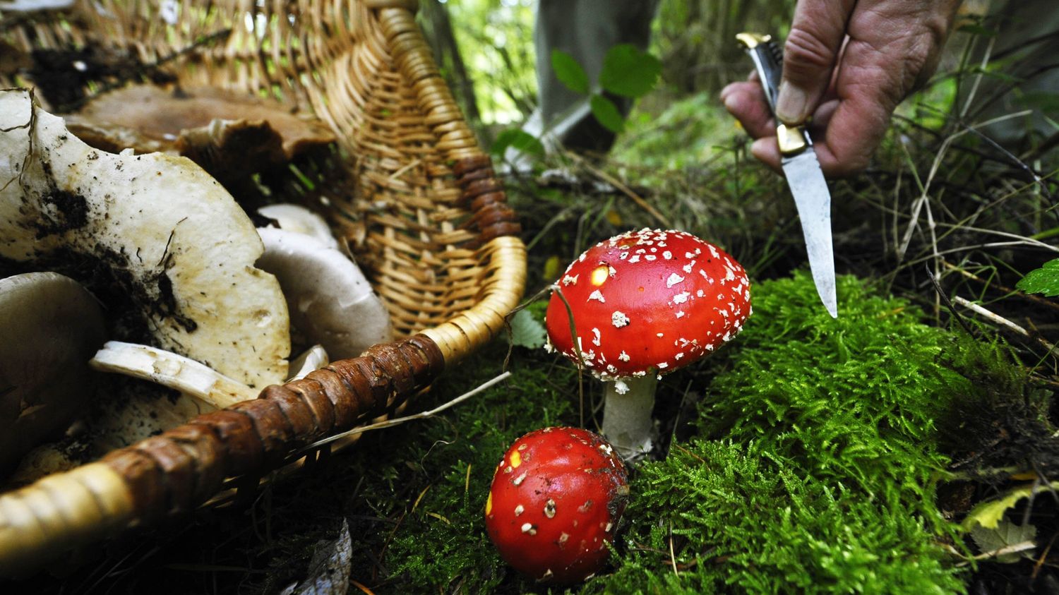 Champignons : Comment Bien Les Cueillir