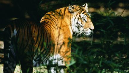 Un tigre du Bengale. Photo d'illustration. (ALAIN PONS / MAXPPP)