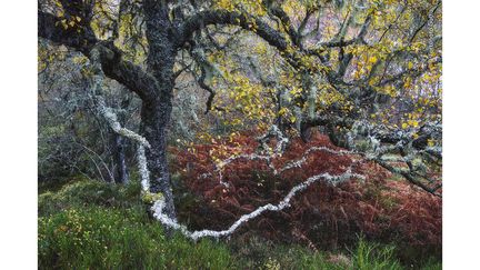 Un vieux bouleau noueux orné de lichens pâles "barbe de vieillard". Ces lichens pâles indiquent qu'il s'agit d'une zone où la pollution atmosphérique est minimale. La photo a été prise par l'Italien Fortunato Gatto à Glen Affric, dans les Highlands, en Écosse. (FORTUNATO GATTO / WILDLIFE PHOTOGRAPHER OF THE YEAR 2024 / NHM)