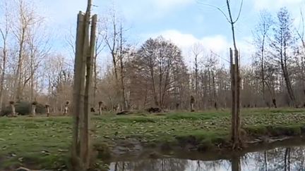 Pour se remettre des deux réveillons successifs, l'idéal est de prendre le grand air. Balade dans le marais poitevin (Deux-Sèvres). (France 3)