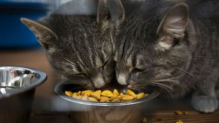 Le sens gustatif des chats est localisé à l’extrémité de la langue. (MELISSA RENWICK / TORONTO STAR / GETTY IMAGES)