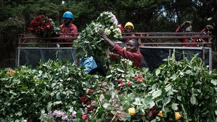 Des ouvriers dans une ferme horticole de Nakuru (Kenya) le 23 mars 2020. (YASUYOSHI CHIBA / AFP)