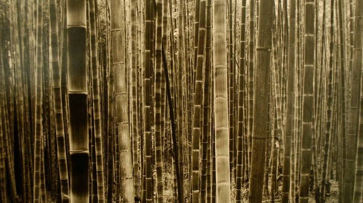 dae Soo Kim: Bamboo. 1999. 46 cm x 23. Tirage argentique.
 (Courtesy galerie Baudoin Lebon.)