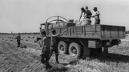 Le 12 juillet 1976, à Saint-Gilles-du-Gard (Gard), des militaires ramassent du fourrage qui sera ensuite transporté dans les fermes des régions les plus touchées par la sécheresse. (AFP)