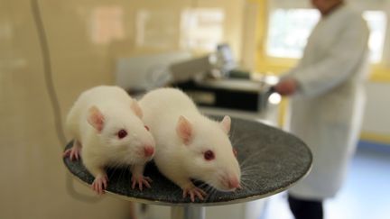 Des scientifiques sont parvenus &agrave; r&eacute;activer la m&eacute;moire de rats apr&egrave;s avoir effac&eacute; une partie de leurs souvenirs, selon une publication de chercheurs de l'&eacute;cole de m&eacute;decine de San Diego dans "Nature",&nbsp;dimanche 1er juin 2014. (  MAXPPP)