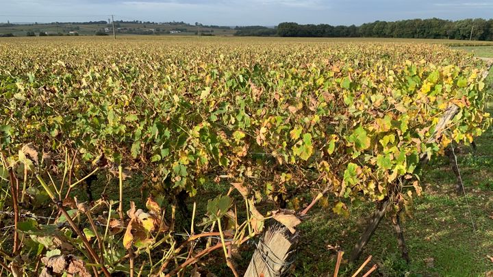 Les vignes de Charente, en automne, après la vendange et avant la distillation. (BERNARD THOMASSON)