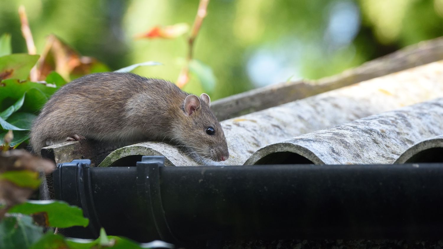 Resurgence of leptospirosis cases in Reunion