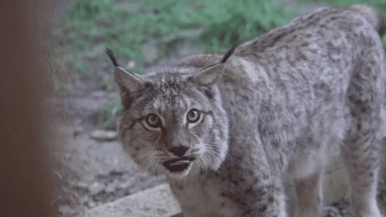 Jura : le département peuplé de lynx boréal