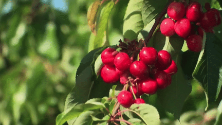 Pyrénées-Orientales : l’heure de la récolte des cerises de Céret a sonné