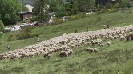 Gard : la transhumance démarre sur fond d’inquiétude des éleveurs