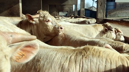 Des vaches de race charolaise le 23 février 2021 à Mercey-le-Grand (Doubs). (MAXPPP)